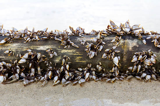 Marine Wood Borers Return